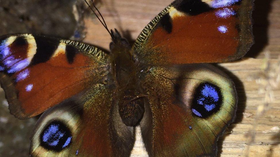 Peacock butterfly