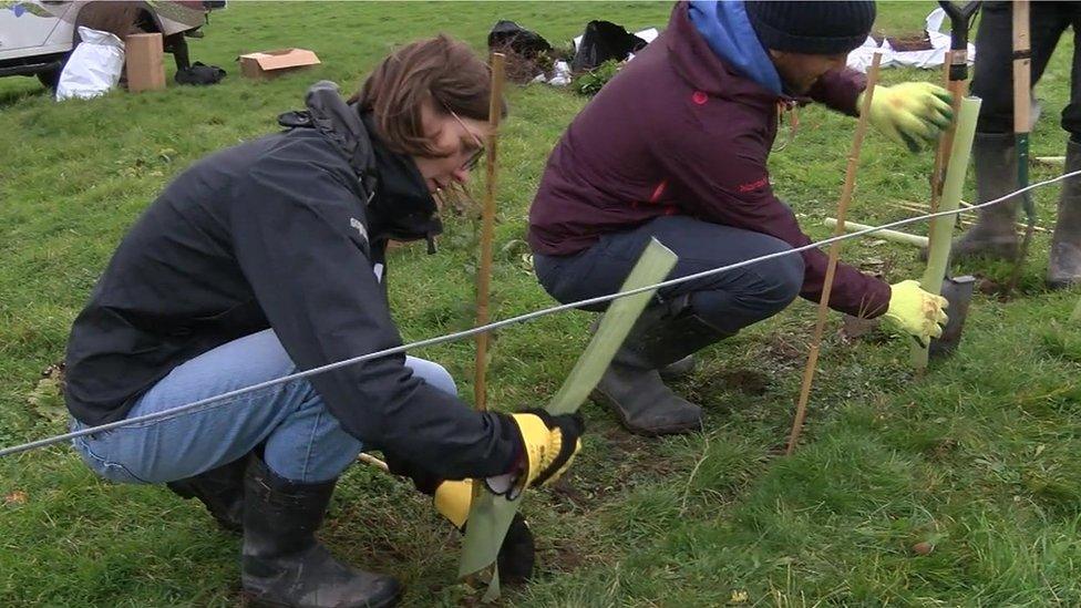 Planting whips