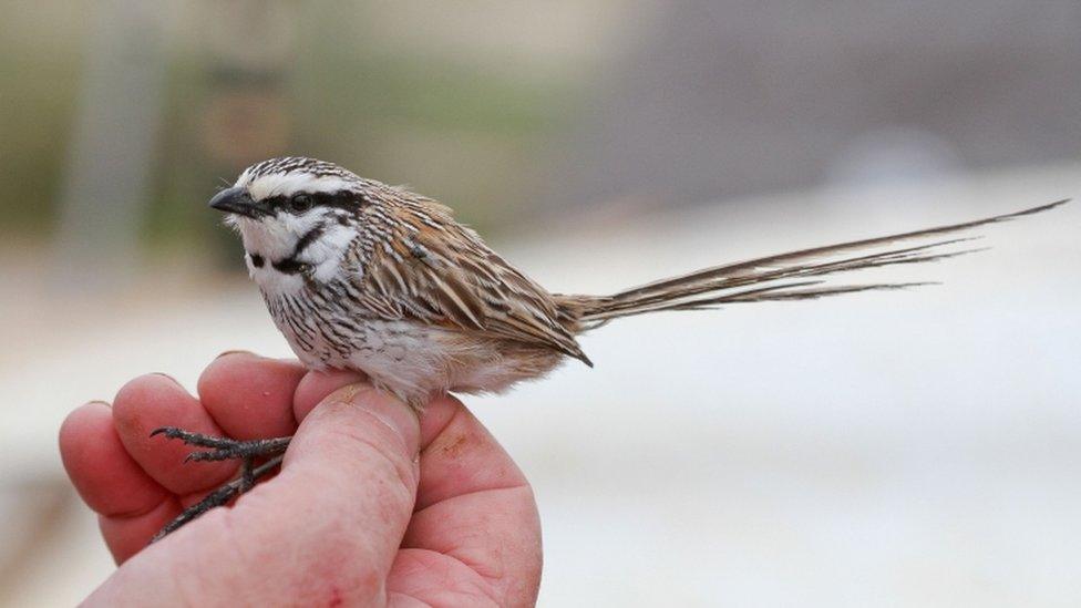 Grey grasswren