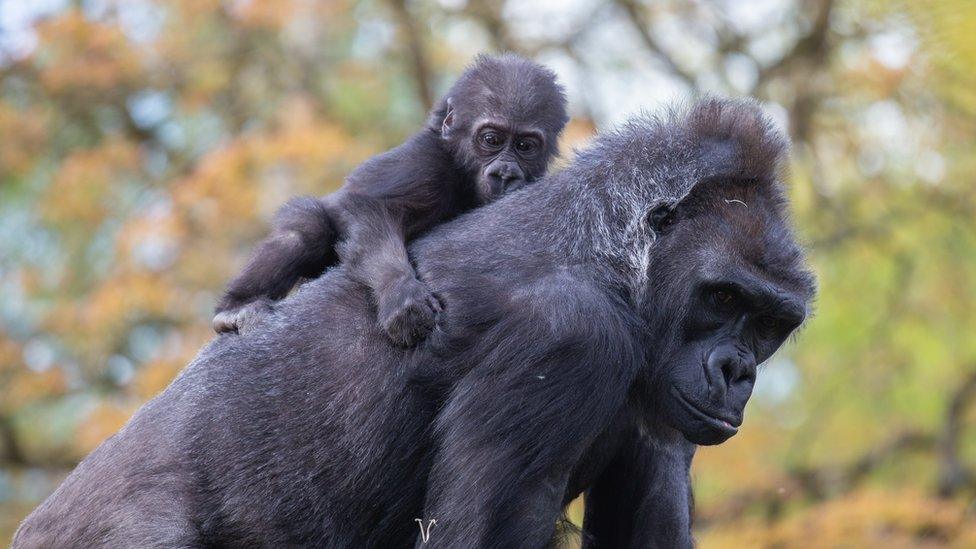 Infant gorilla Hasani with surrogate mum Kera at Bristol Zoo Gardens