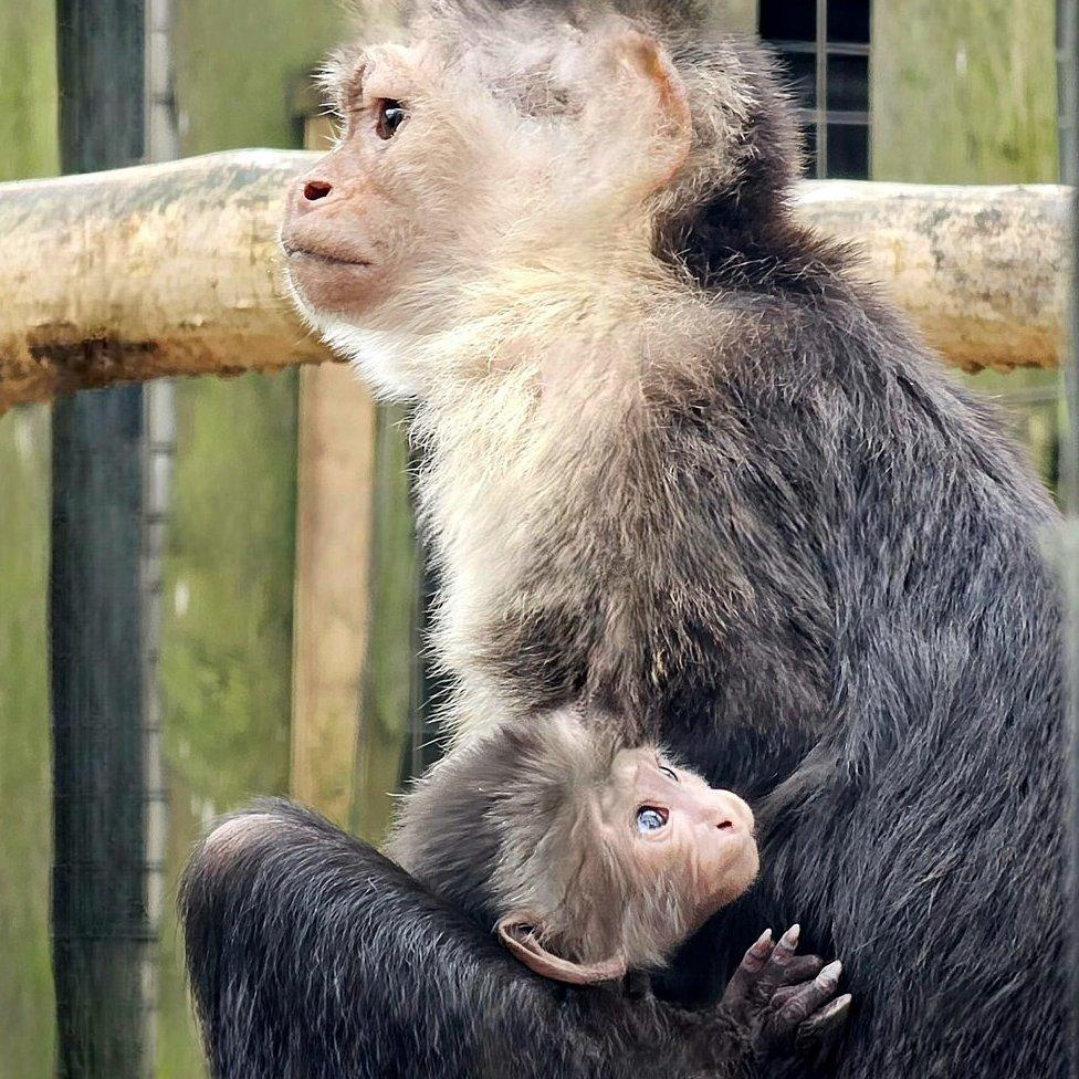 Baby white-throated capuchin monkey and mother