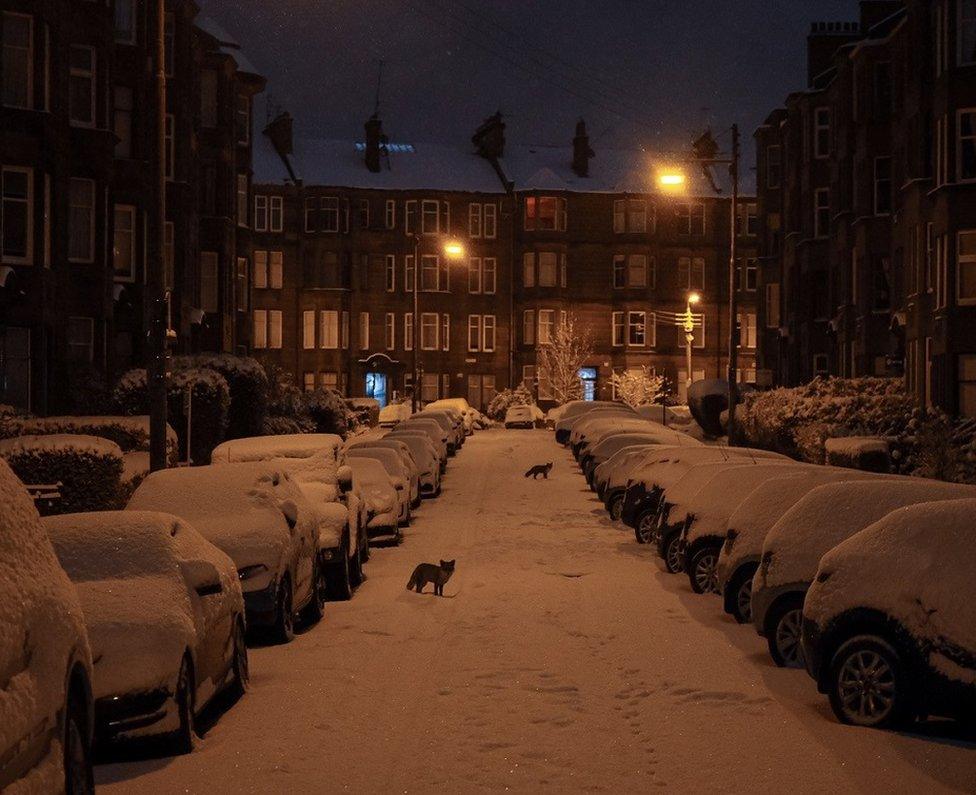 Foxes in Glasgow's West End