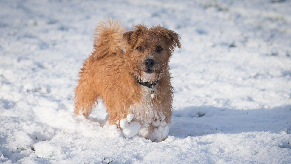 A dog plays in the snow in Bath