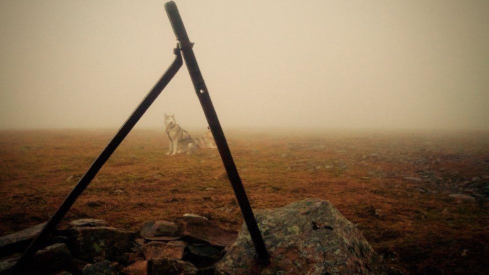 SAIS team member's dog on Glas Maol