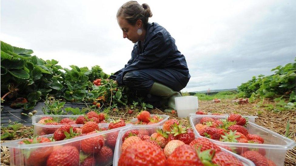 Fruit pickers