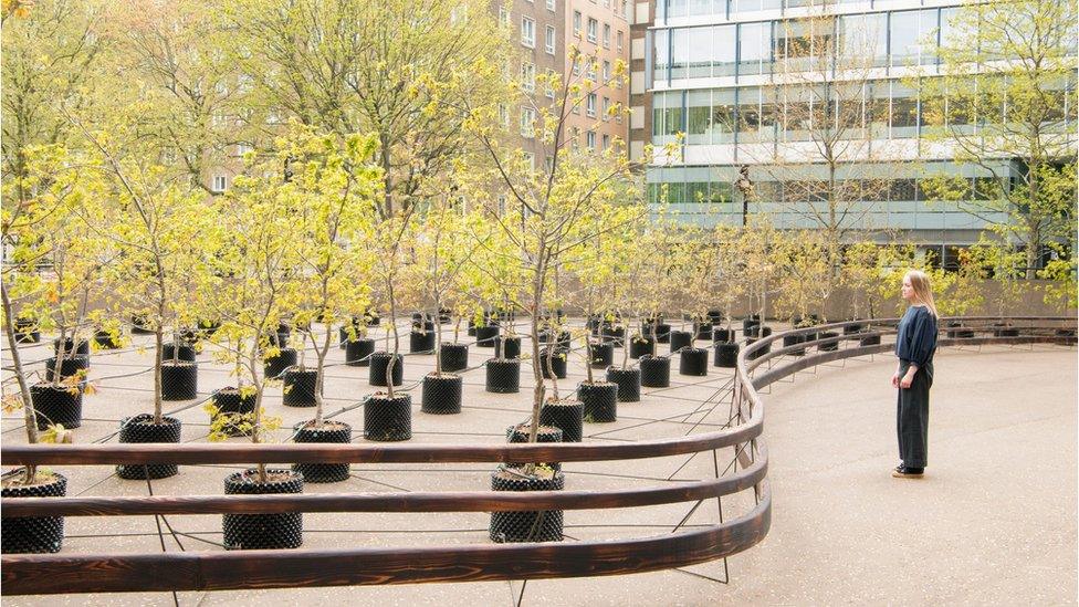 Tate Modern oaks