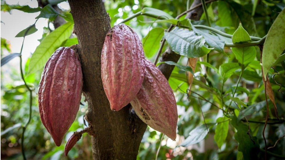 Cocoa tree