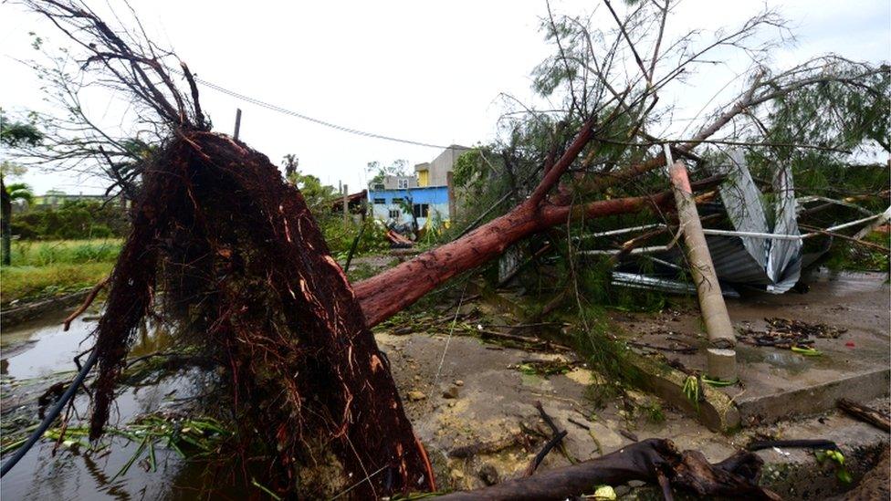 A tree, uprooted when Hurricane Grace slammed into the coast with torrential rains, fell on a house, in Tecolutla, Mexico, 21 August 2021