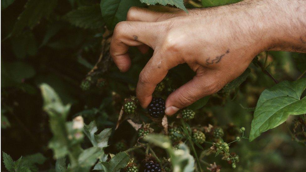 Blackberry picking