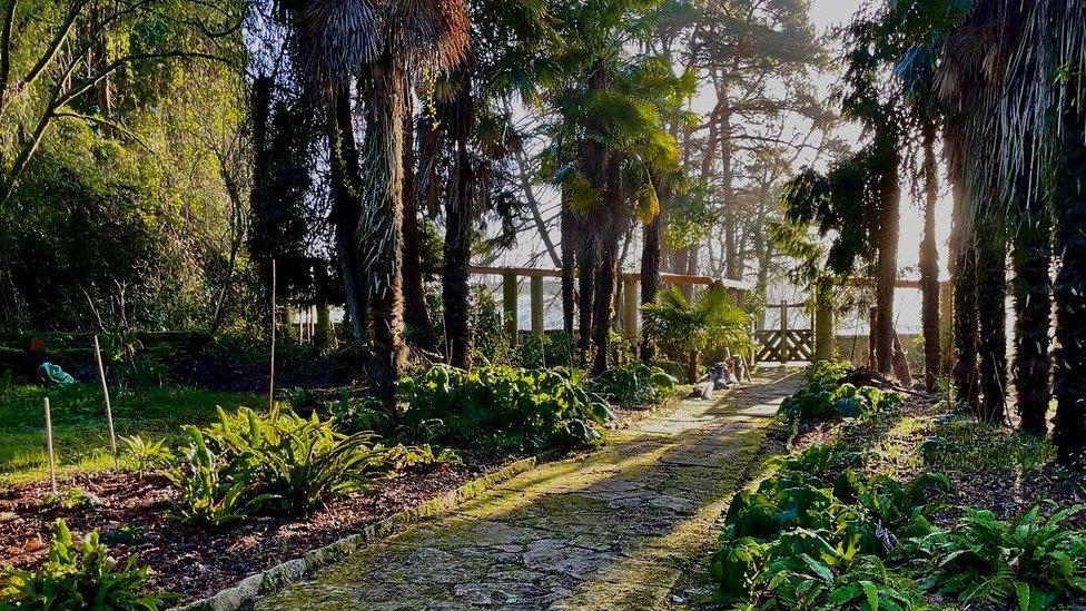 The Palm Walk at the Italian Garden