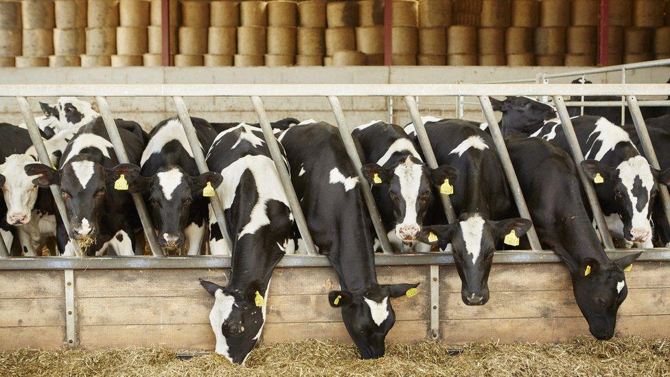 Dairy cows in shed