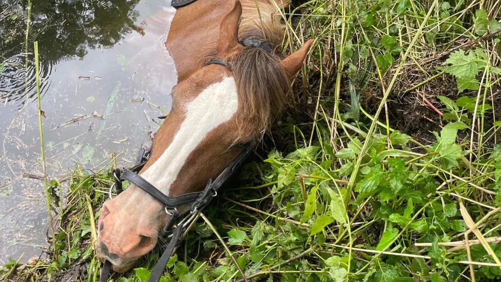 Horse stuck in the river