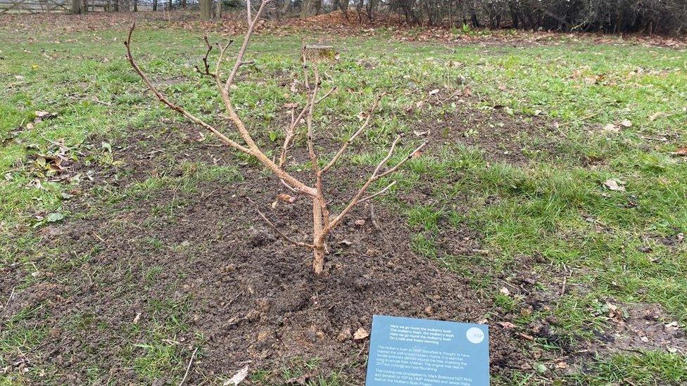 Mulberry bush