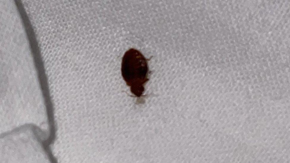 A bedbug found in Rebecca Horgan's Butlins accommodation