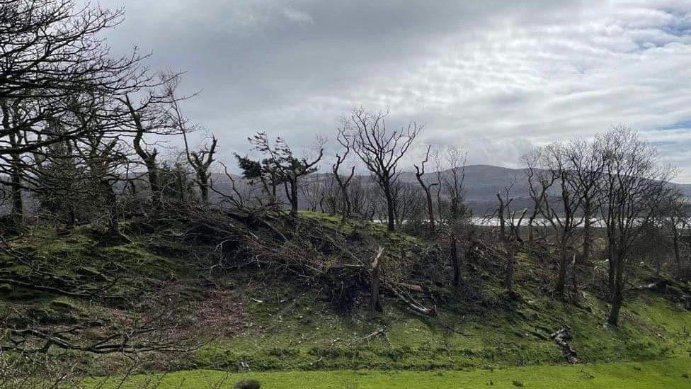 Y llonyddwch ar ôl y storm: Cafodd nifer o goed cyfagos eu dinistrio yn y gwynt mawr