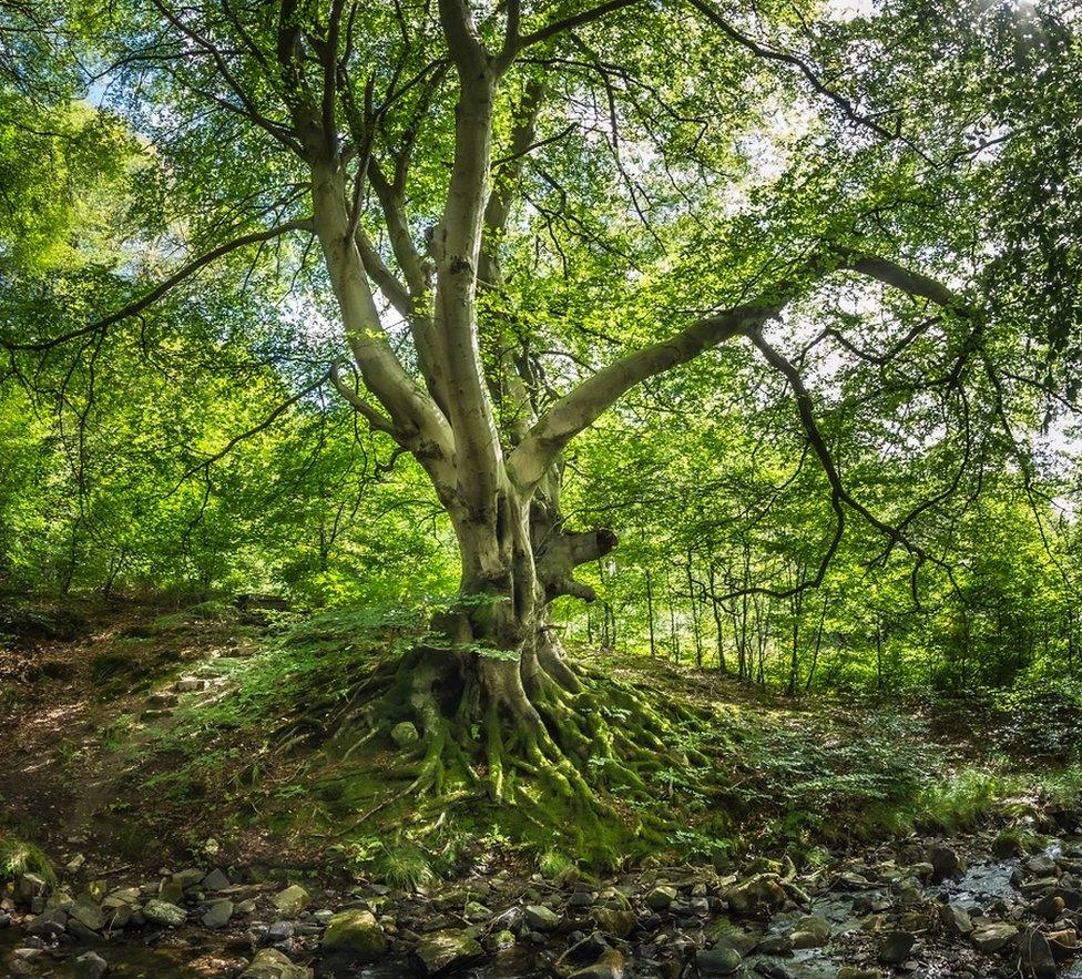 Beech Wales