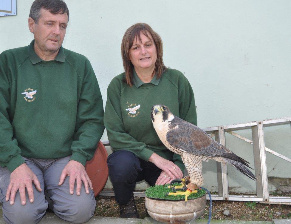 Simon Dudhill and Liz Blows with the peregrine falcon