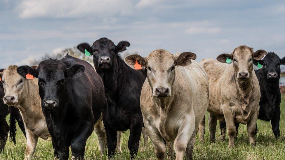 cows in field