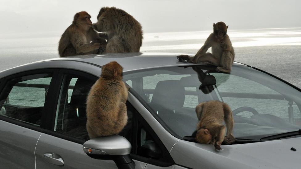 Macaque monkeys on a car in Gibraltar