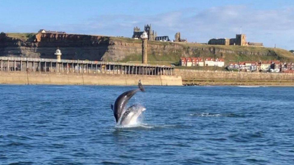 A pod of dolphins was spotted off the coast of Whitby