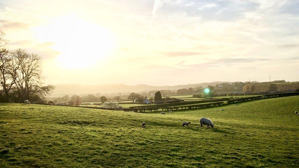 Sheep and lambs in a field