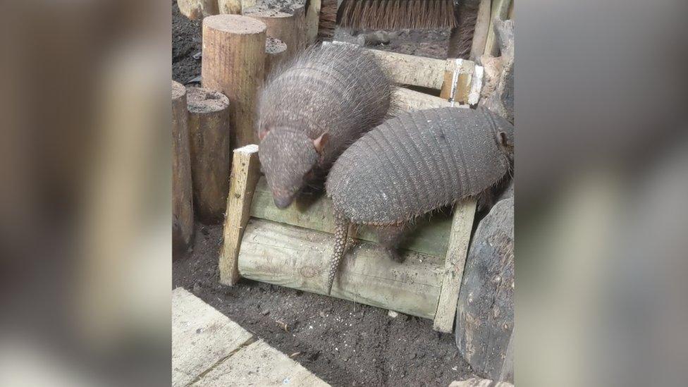 Armadillos on a "mini assault course"