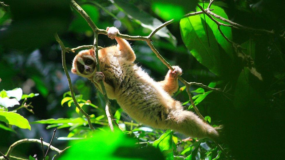 slow loris