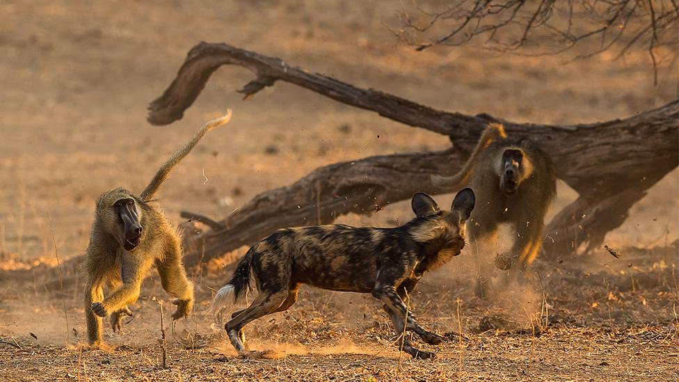 African wild dogs