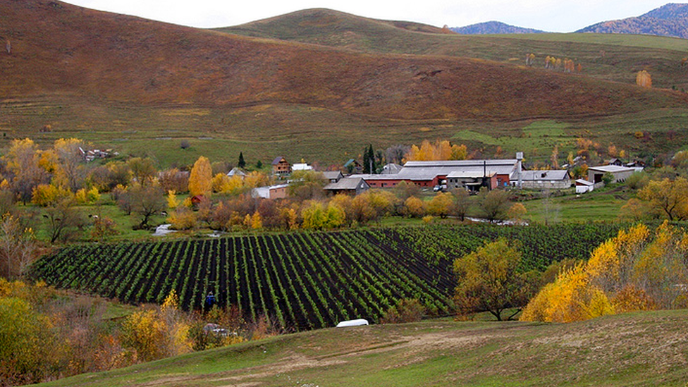 This picture shows the first of Vladimir Vagner's vineyards planted in 2009 in the foothills of the Altai Mountains