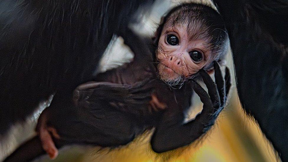 Black-headed spider monkey