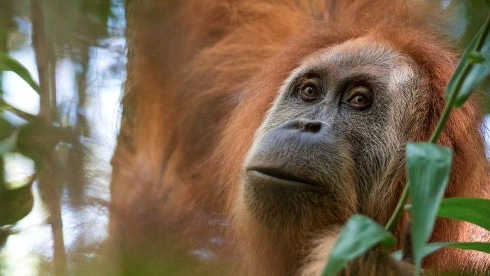 Newly discovered Tapanuli orangutan