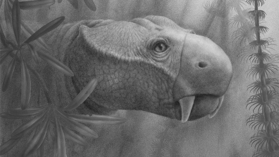 an-artists-drawing-of-a-dicynodont.