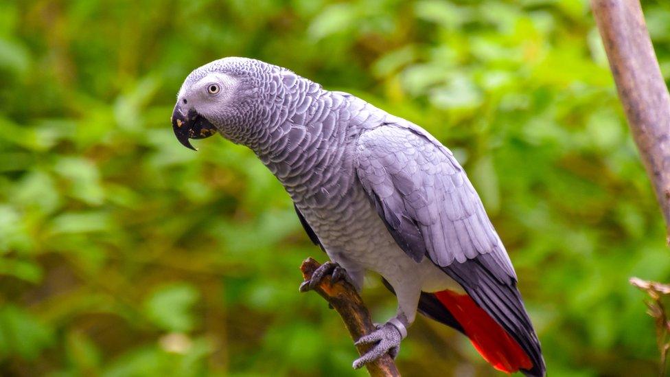 African grey parrot sitting on a branch