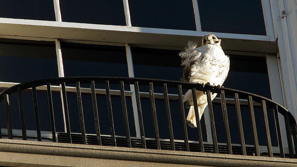 Pale Male perches on a balcony overlooking Central Park