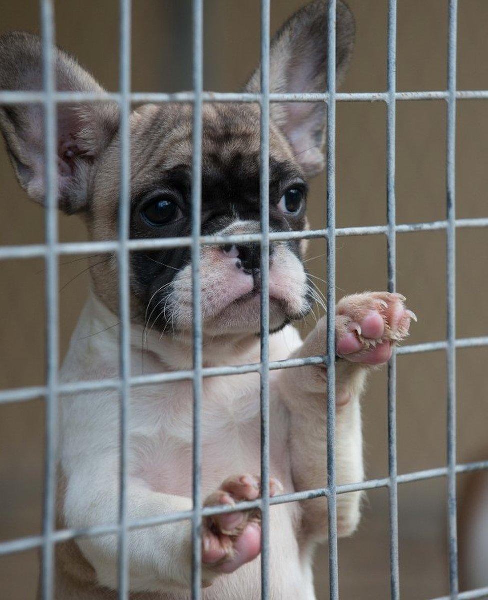 Quarantined French bulldog