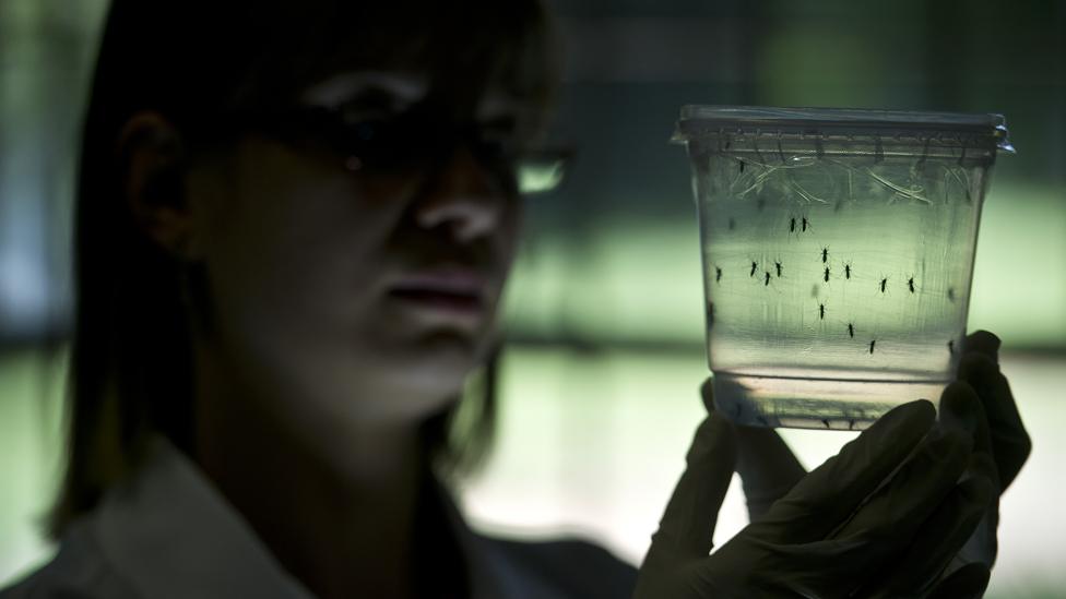 Scientist holds mosquitos in jar