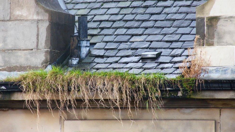 Blocked gutter on Edinburgh building