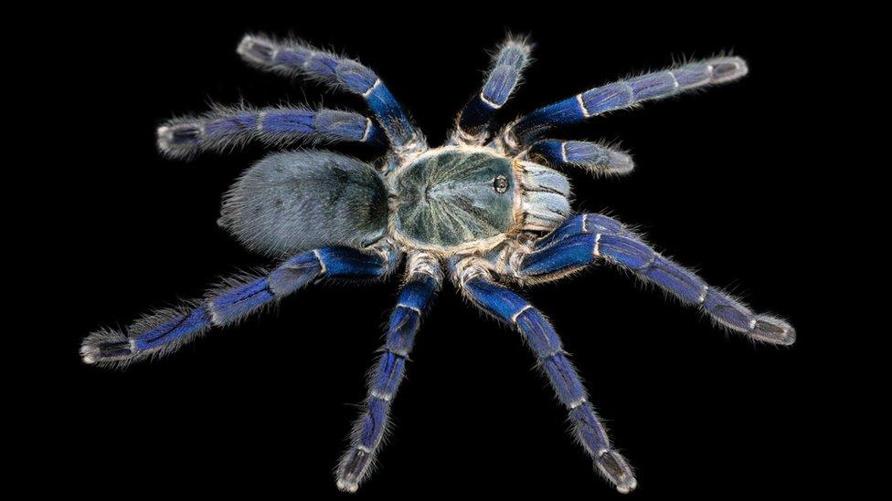 blue-tarantula.