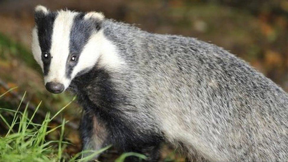 Badger