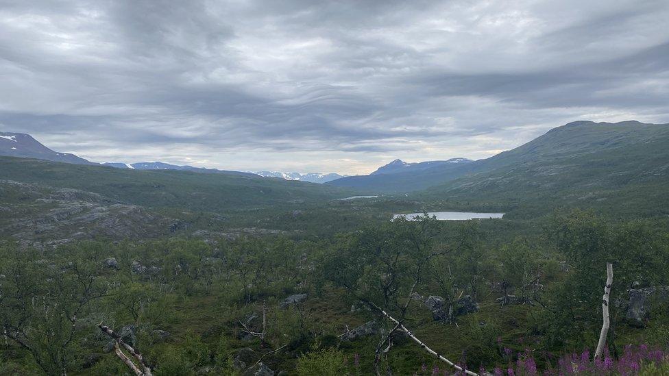 View of greenery across Scandinavia