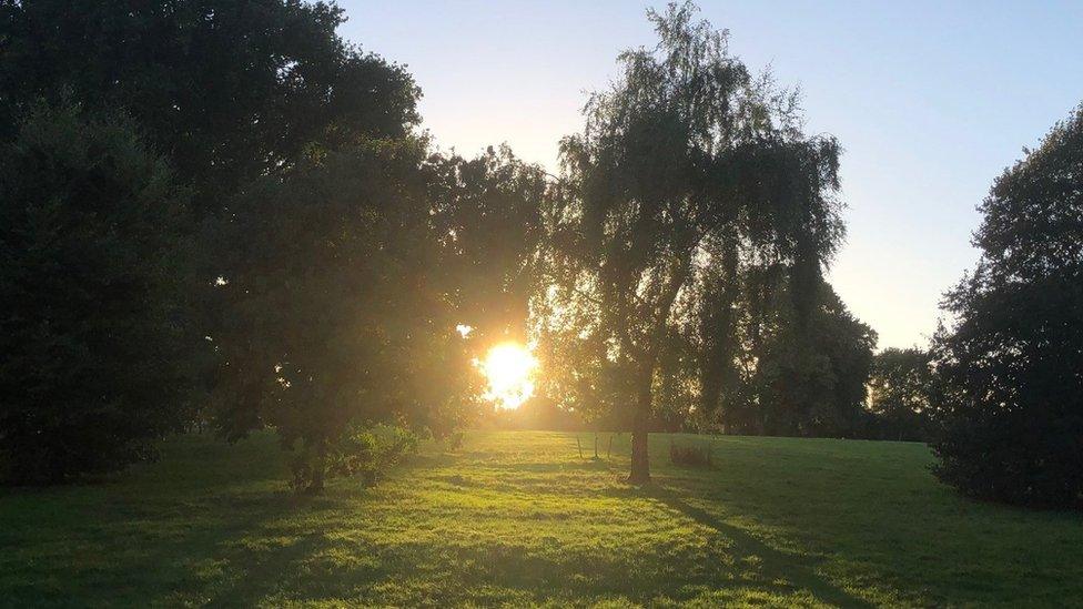 Trees in Exeter