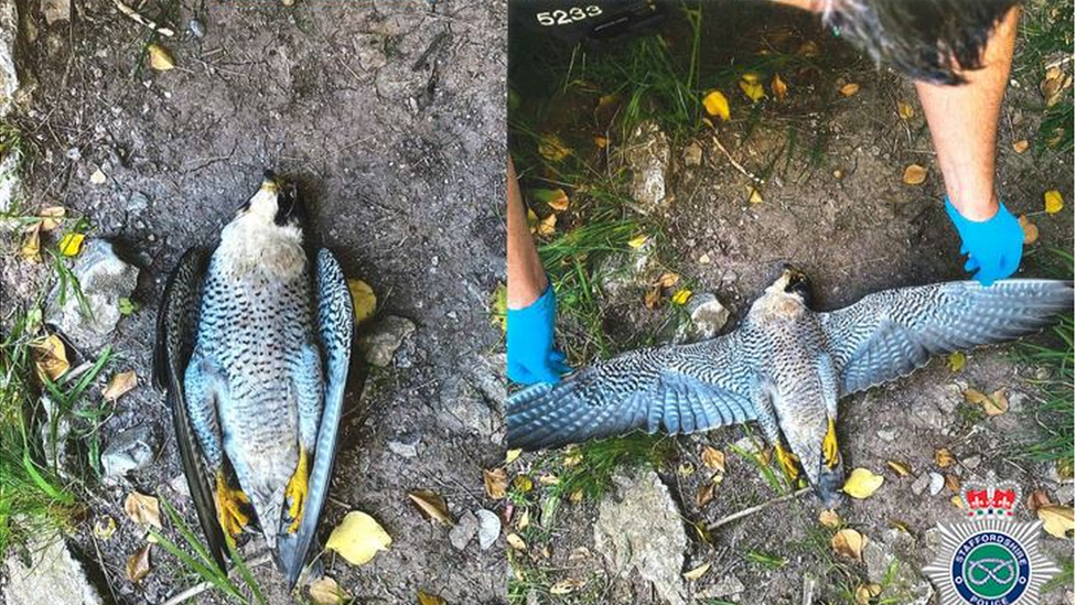 Poisoned peregrine found at Beeston Tor