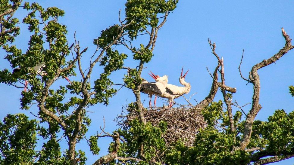 Storks nest