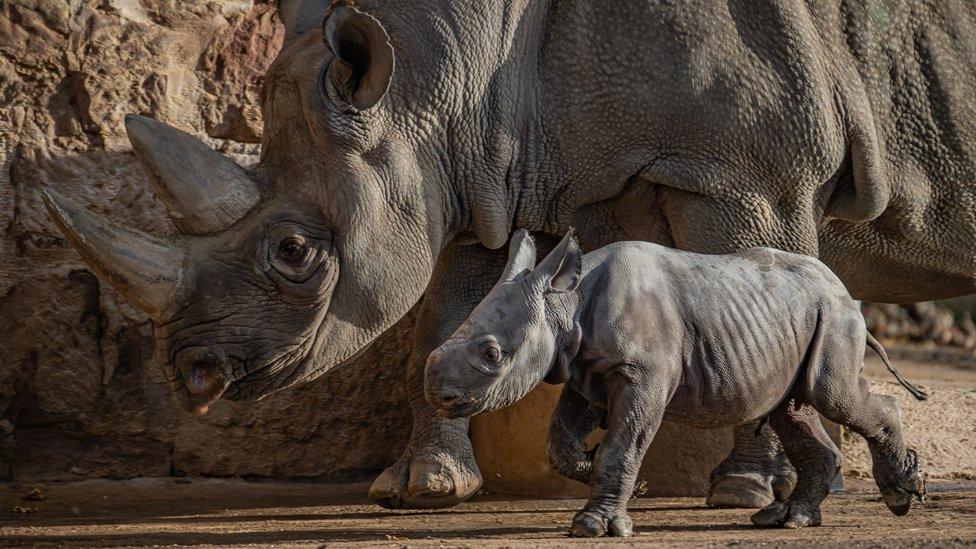 Rhino calf with its mother