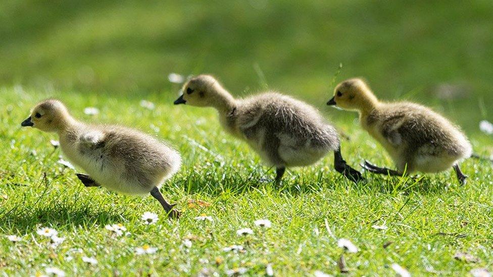 Goslings