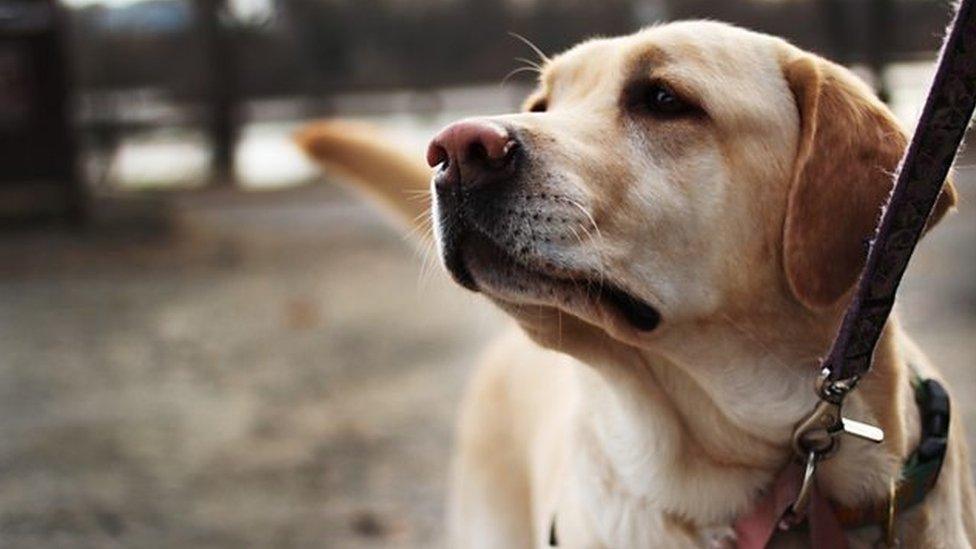 Dogs-on-leads.