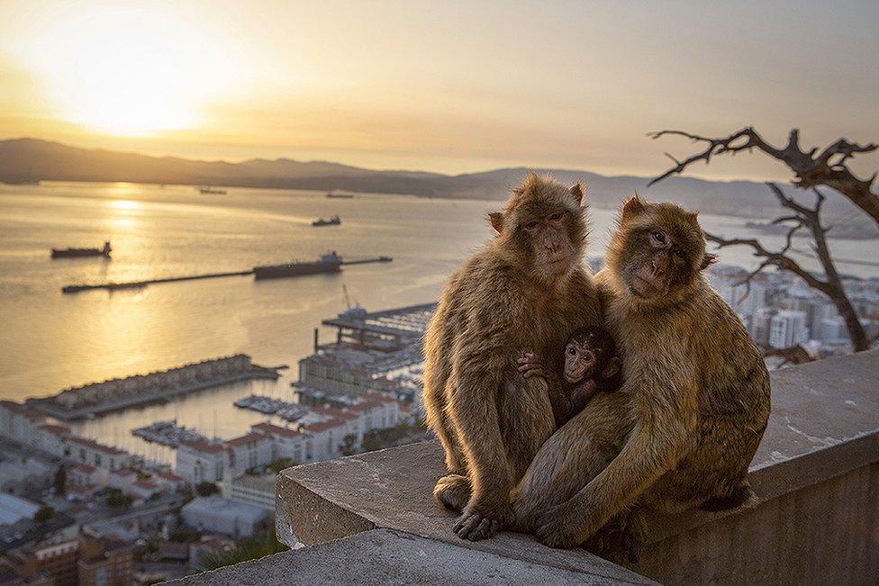 Barbary macaques in Gibraltar