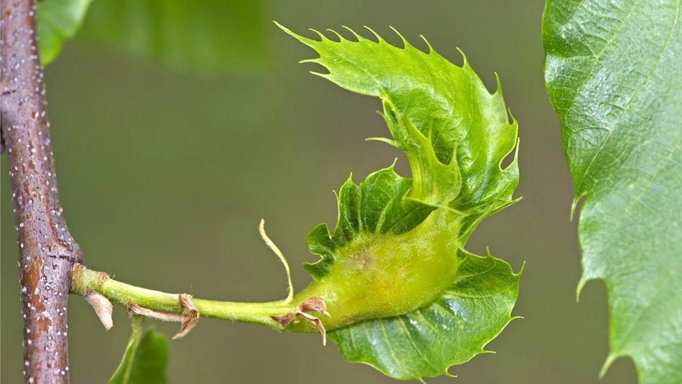 Gall of a oriental chestnut gall wasp