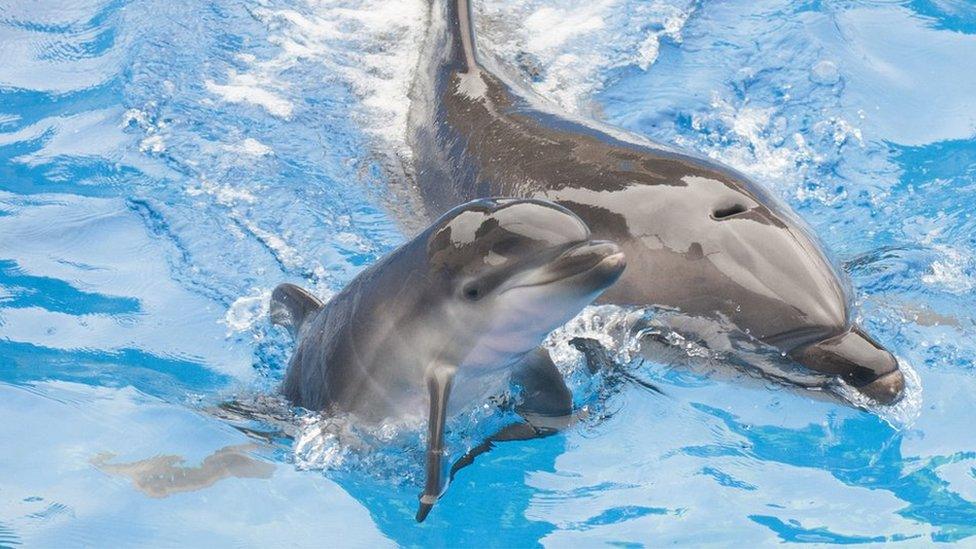 A 13-year-old bottlenose dolphin at SeaWorld San Diego, swims with her newborn calf