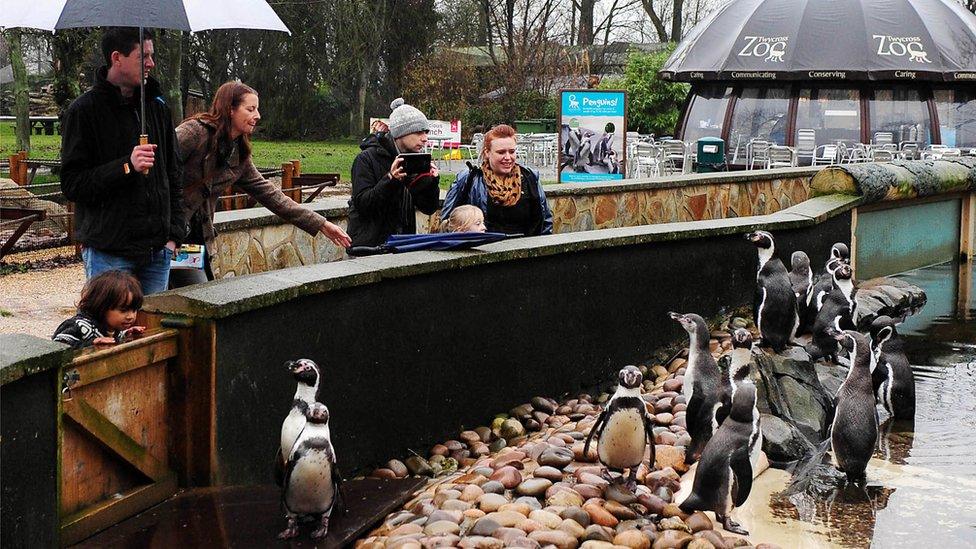 People looking at penguins at Twycross Zoo